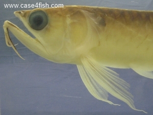 Foto Galerie/Osteoglossiformes/Osteoglossum bicirrhosum/Osteoglossum bicirrhosum_04_S.jpg